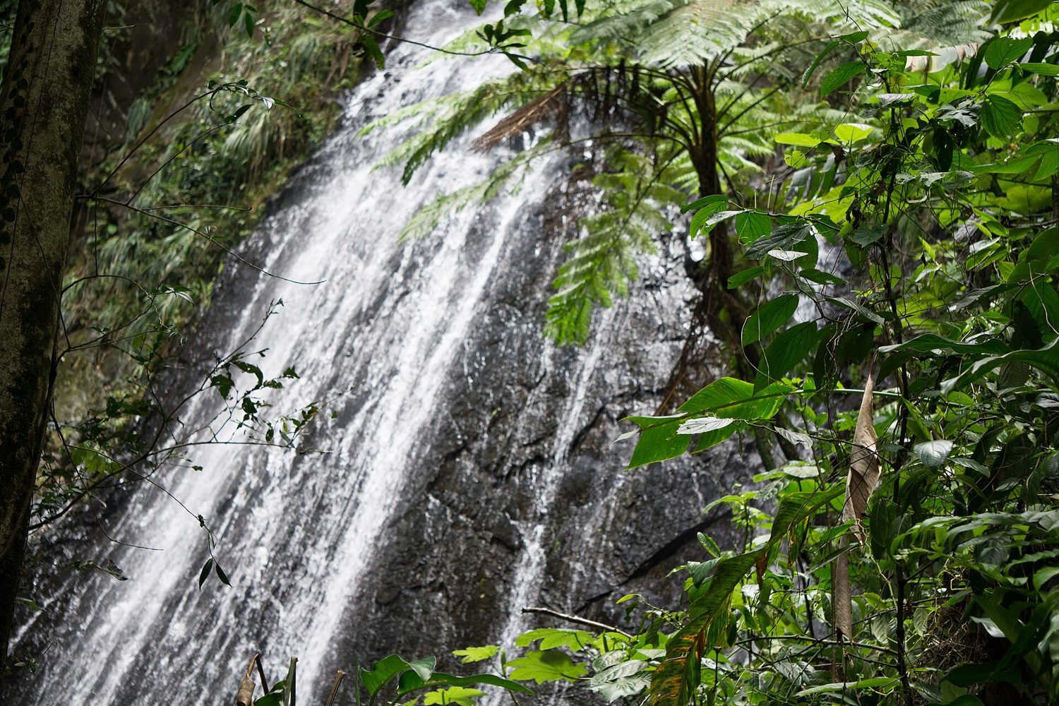 A rainforest waterfall in El Yunque